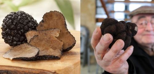 Nấm truffle là gì? Nấm truffle mua có tác dụng gì mua ở đâu và giá bao nhiêu?